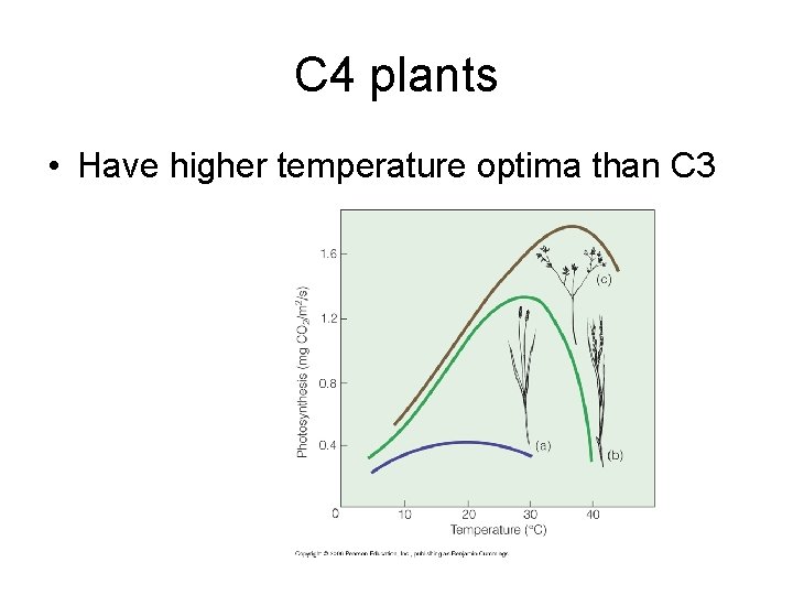 C 4 plants • Have higher temperature optima than C 3 