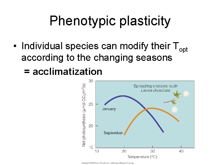 Phenotypic plasticity • Individual species can modify their Topt according to the changing seasons