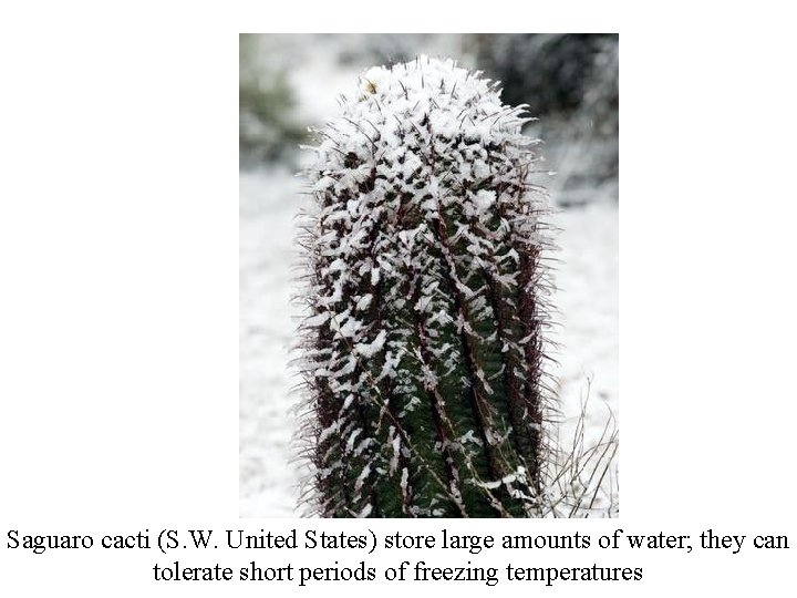 Saguaro cacti (S. W. United States) store large amounts of water; they can tolerate