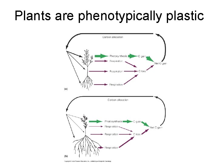 Plants are phenotypically plastic 