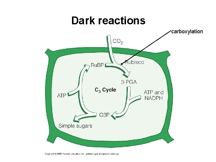 Dark reactions carboxylation 