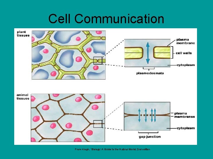 Cell Communication From Krogh, “Biology: A Guide to the Natural World, 2 nd edition