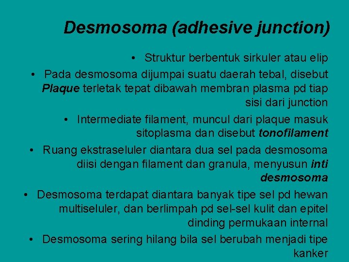 Desmosoma (adhesive junction) • Struktur berbentuk sirkuler atau elip • Pada desmosoma dijumpai suatu