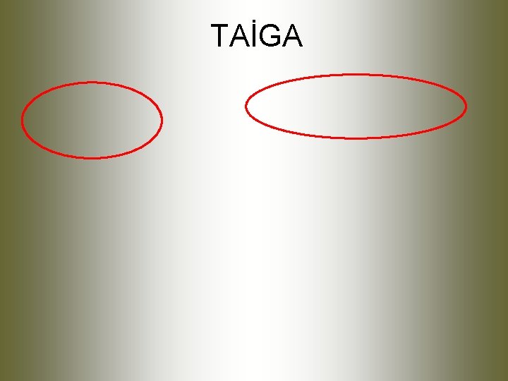 TAİGA 