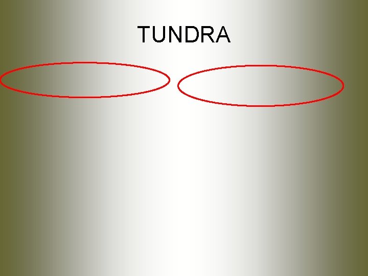 TUNDRA 