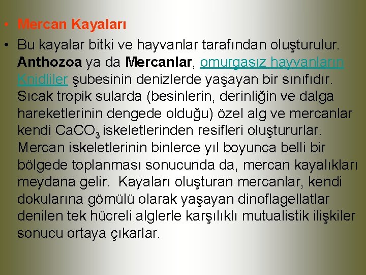  • Mercan Kayaları • Bu kayalar bitki ve hayvanlar tarafından oluşturulur. Anthozoa ya