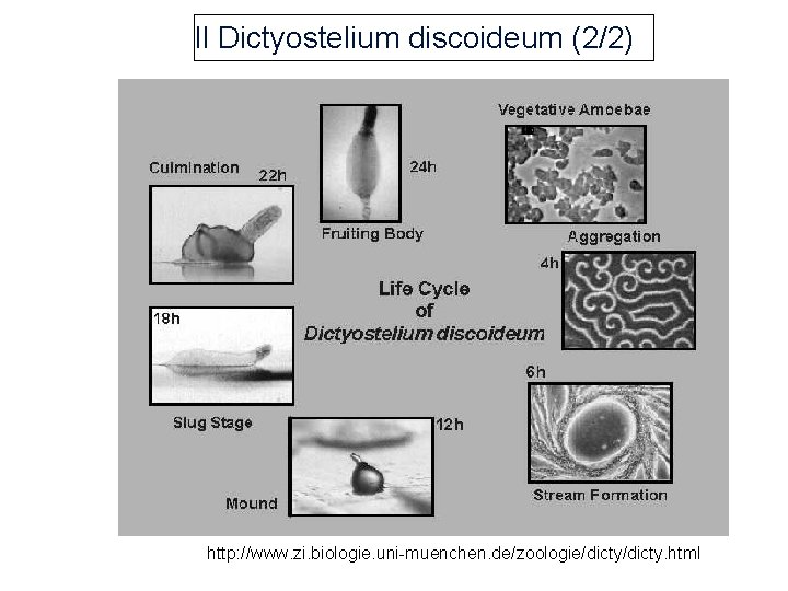 Il Dictyostelium discoideum (2/2) http: //www. zi. biologie. uni-muenchen. de/zoologie/dicty. html 