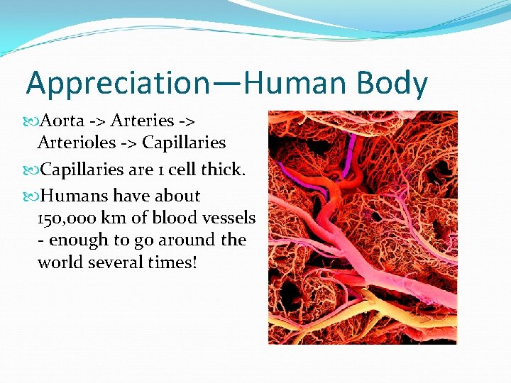 Appreciation—Human Body Aorta -> Arteries -> Arterioles -> Capillaries are 1 cell thick. Humans