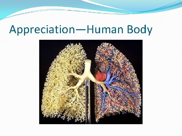Appreciation—Human Body 