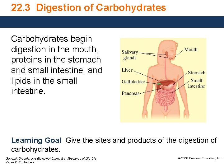 22. 3 Digestion of Carbohydrates begin digestion in the mouth, proteins in the stomach