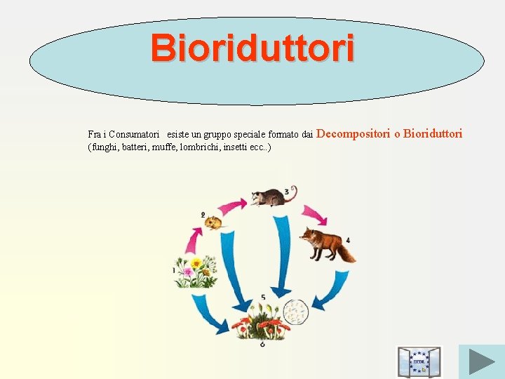 Bioriduttori Fra i Consumatori esiste un gruppo speciale formato dai Decompositori (funghi, batteri, muffe,
