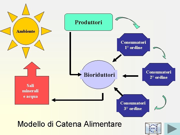 Produttori Ambiente Consumatori 1° ordine Consumatori 2° ordine Bioriduttori Sali minerali e acqua Consumatori