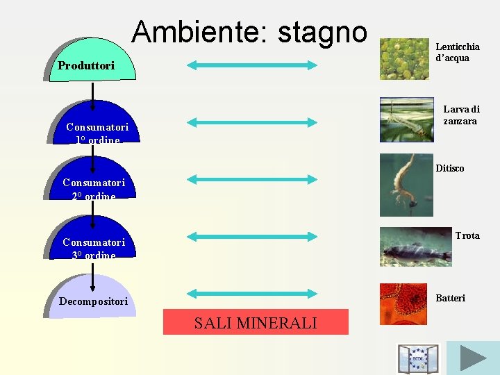 Ambiente: stagno Produttori Lenticchia d’acqua Larva di zanzara Consumatori 1° ordine Ditisco Consumatori 2°