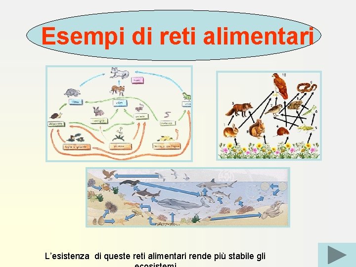 Esempi di reti alimentari L’esistenza di queste reti alimentari rende più stabile gli 