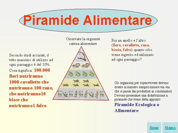 Piramide Alimentare Osservate la seguente catena alimentare Secondo studi accurati, il tetto massimo di