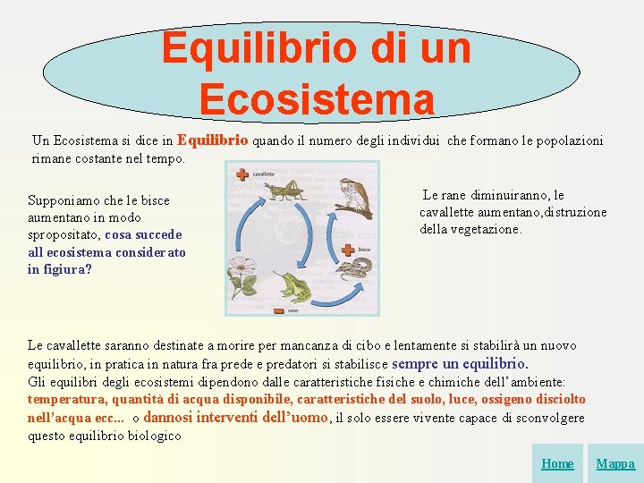 Equilibrio di un Ecosistema Un Ecosistema si dice in Equilibrio quando il numero degli