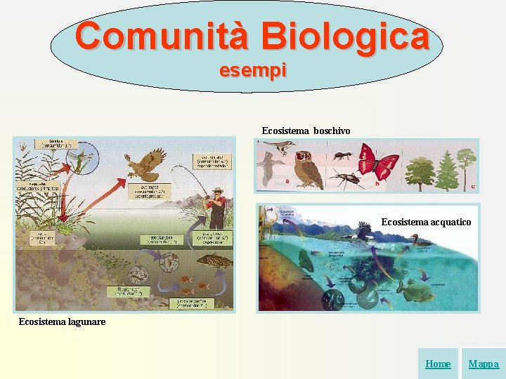 Comunità Biologica esempi Ecosistema boschivo Ecosistema acquatico Ecosistema lagunare Home Mappa 