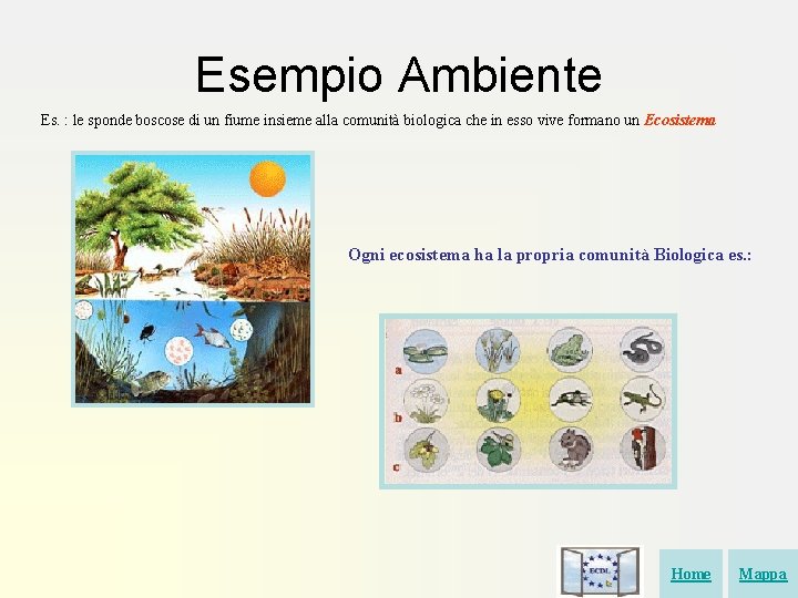 Esempio Ambiente Es. : le sponde boscose di un fiume insieme alla comunità biologica