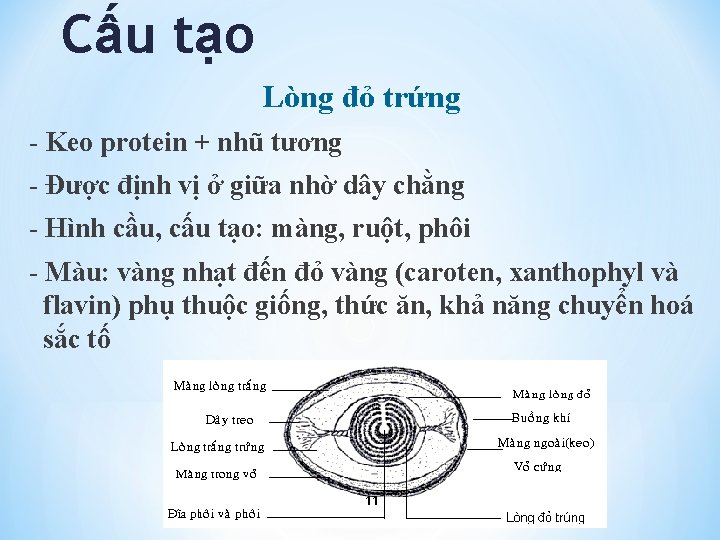 Cấu tạo Lòng đỏ trứng - Keo protein + nhũ tương - Được định