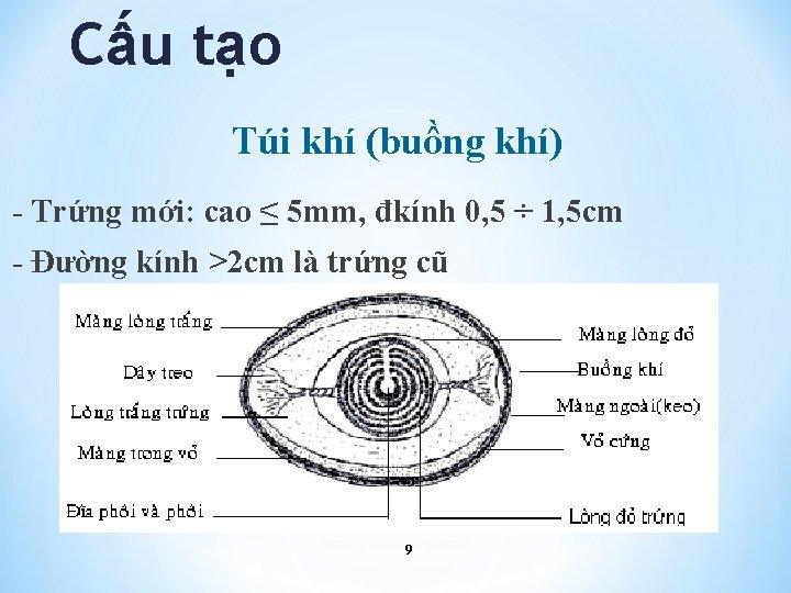 Cấu tạo Túi khí (buồng khí) - Trứng mới: cao ≤ 5 mm, đkính