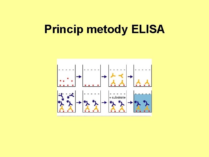 Princip metody ELISA 