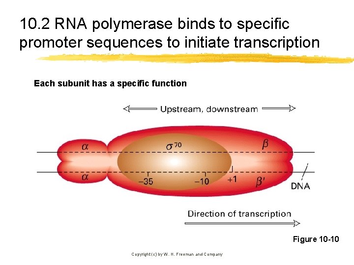 10. 2 RNA polymerase binds to specific promoter sequences to initiate transcription Each subunit