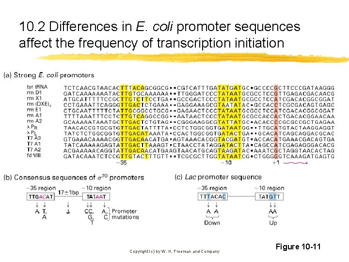 10. 2 Differences in E. coli promoter sequences affect the frequency of transcription initiation