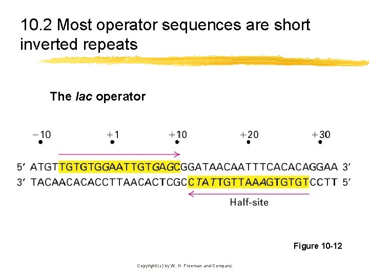 10. 2 Most operator sequences are short inverted repeats The lac operator Figure 10