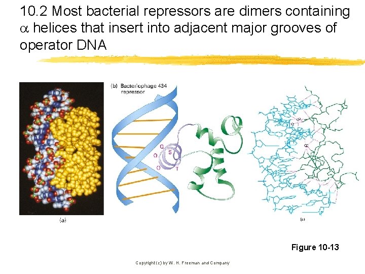 10. 2 Most bacterial repressors are dimers containing helices that insert into adjacent major