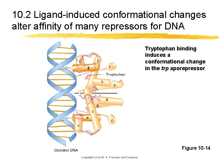 10. 2 Ligand-induced conformational changes alter affinity of many repressors for DNA Tryptophan binding