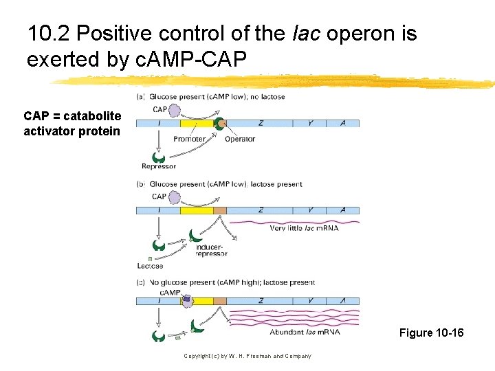 10. 2 Positive control of the lac operon is exerted by c. AMP-CAP =