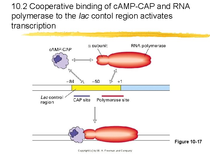 10. 2 Cooperative binding of c. AMP-CAP and RNA polymerase to the lac contol