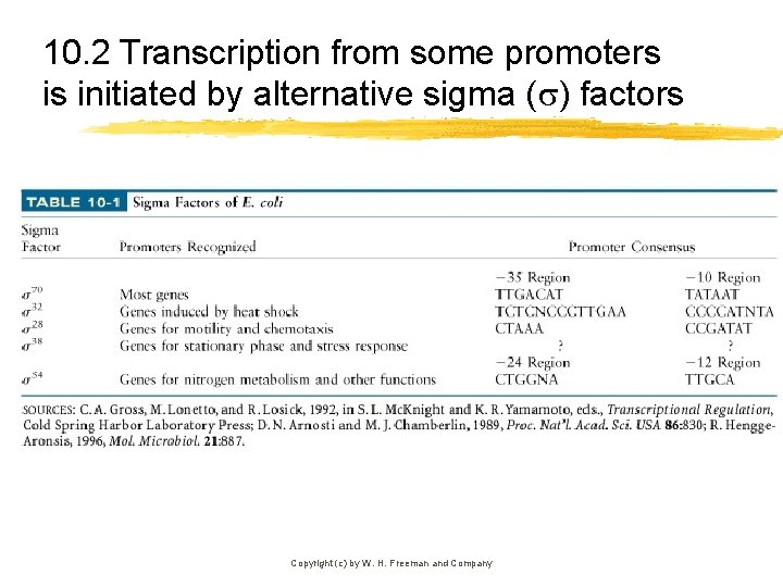 10. 2 Transcription from some promoters is initiated by alternative sigma ( ) factors