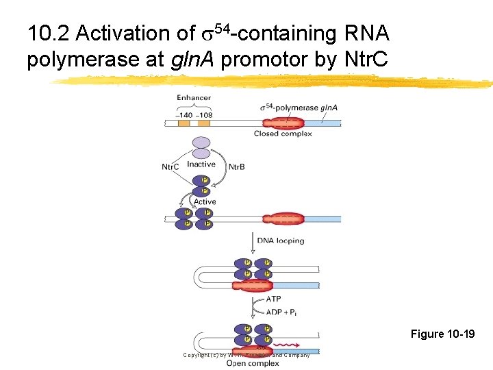 10. 2 Activation of 54 -containing RNA polymerase at gln. A promotor by Ntr.