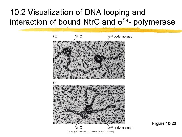 10. 2 Visualization of DNA looping and interaction of bound Ntr. C and 54