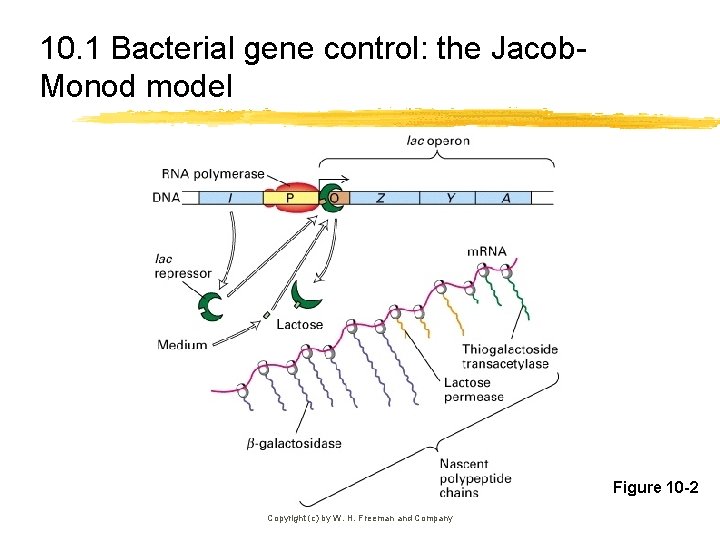 10. 1 Bacterial gene control: the Jacob. Monod model Figure 10 -2 Copyright (c)