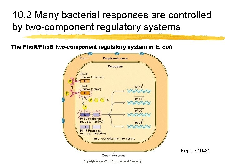 10. 2 Many bacterial responses are controlled by two-component regulatory systems The Pho. R/Pho.