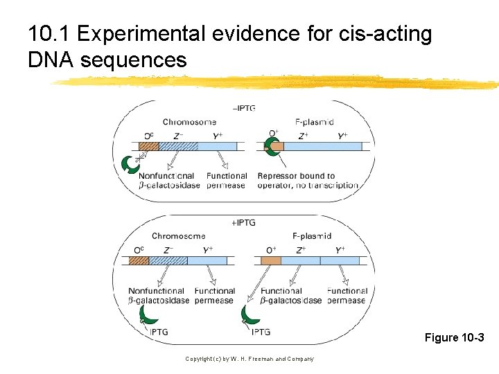 10. 1 Experimental evidence for cis-acting DNA sequences Figure 10 -3 Copyright (c) by