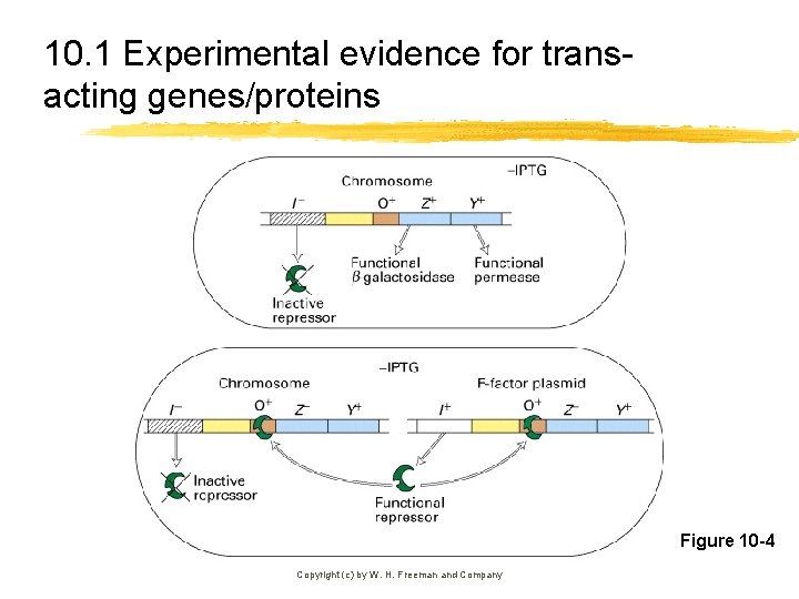 10. 1 Experimental evidence for transacting genes/proteins Figure 10 -4 Copyright (c) by W.