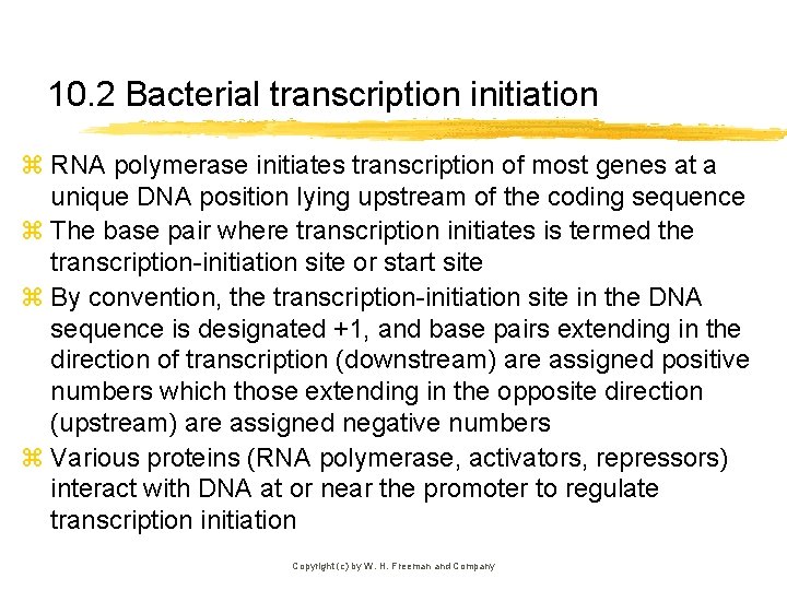10. 2 Bacterial transcription initiation z RNA polymerase initiates transcription of most genes at