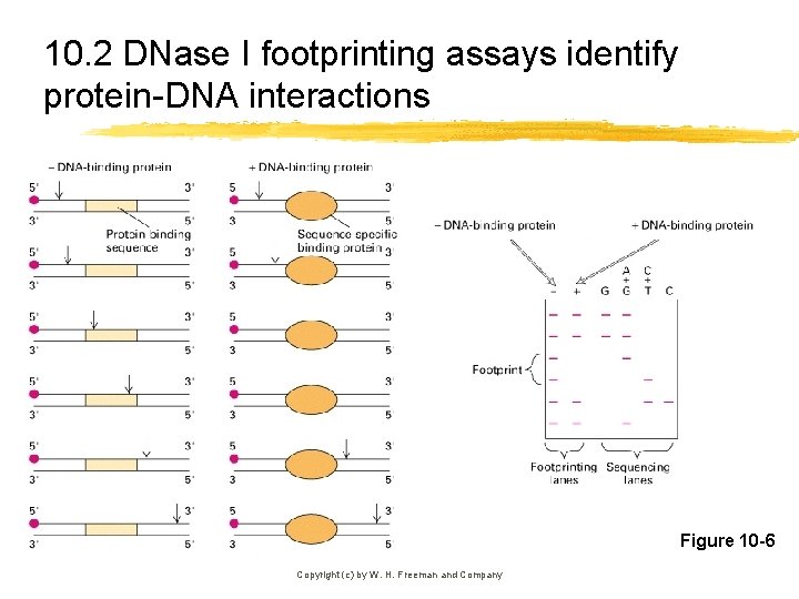 10. 2 DNase I footprinting assays identify protein-DNA interactions Figure 10 -6 Copyright (c)