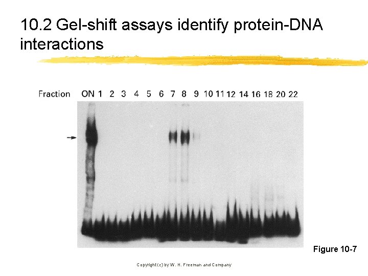 10. 2 Gel-shift assays identify protein-DNA interactions Figure 10 -7 Copyright (c) by W.
