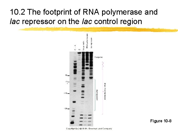 10. 2 The footprint of RNA polymerase and lac repressor on the lac control