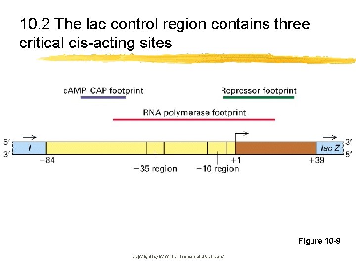 10. 2 The lac control region contains three critical cis-acting sites Figure 10 -9