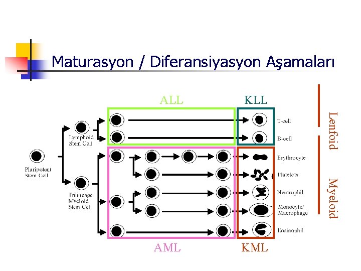 Maturasyon / Diferansiyasyon Aşamaları KLL AML KML Lenfoid ALL Myeloid 