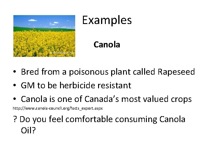 Examples Canola • Bred from a poisonous plant called Rapeseed • GM to be