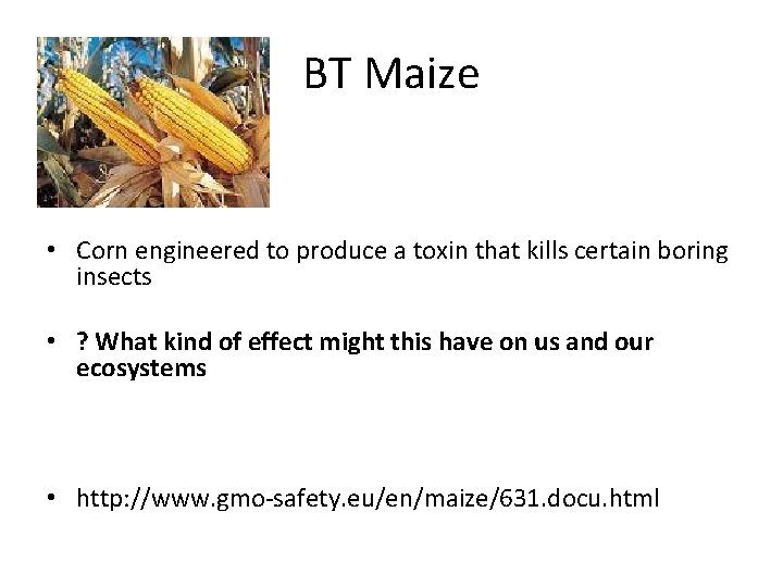 BT Maize • Corn engineered to produce a toxin that kills certain boring insects