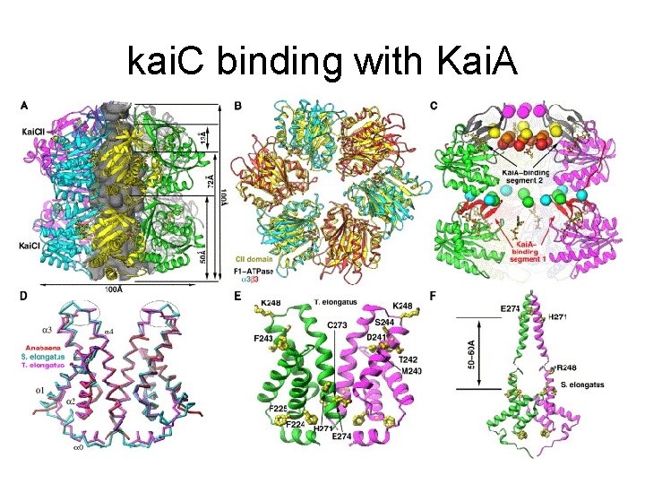 kai. C binding with Kai. A 