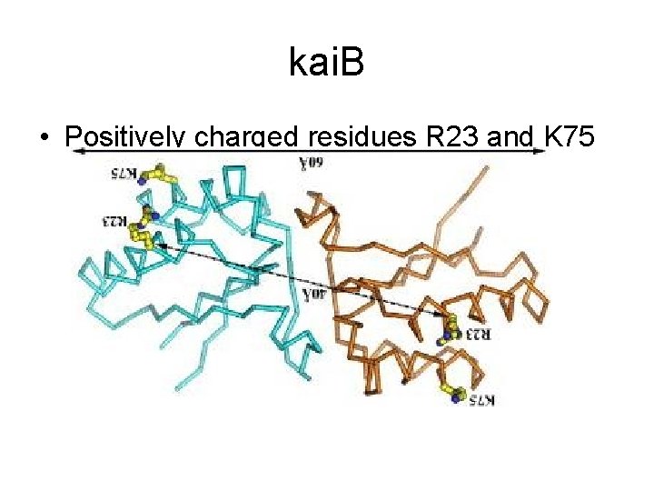 kai. B • Positively charged residues R 23 and K 75 