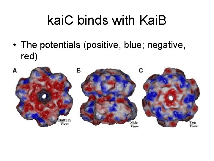 kai. C binds with Kai. B • The potentials (positive, blue; negative, red) 